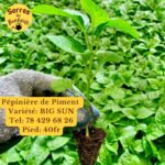 Pépiniere Big sun 128pieds