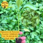 Pépiniere Poivron SIMBAD 128pieds