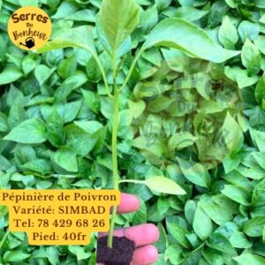 Pépiniere Poivron SIMBAD 128pieds
